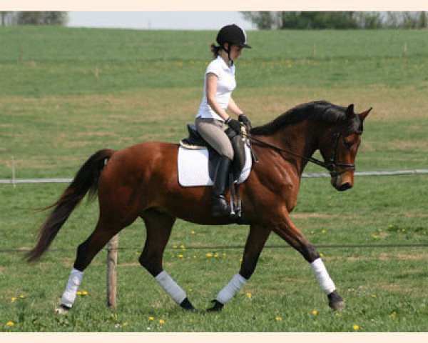 Dressurpferd Herzog von Mirbach (Trakehner, 2008, von Pricolino) Dressurpferd Herzog von Mirbach (Trakehner, 2008, von Pricolino)
