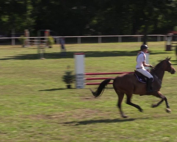 Reitturnier Vorsfelde 2019