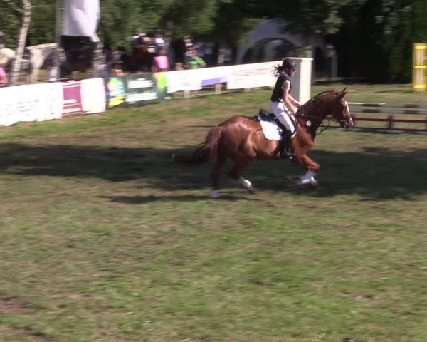 Reitturnier Vorsfelde 2019