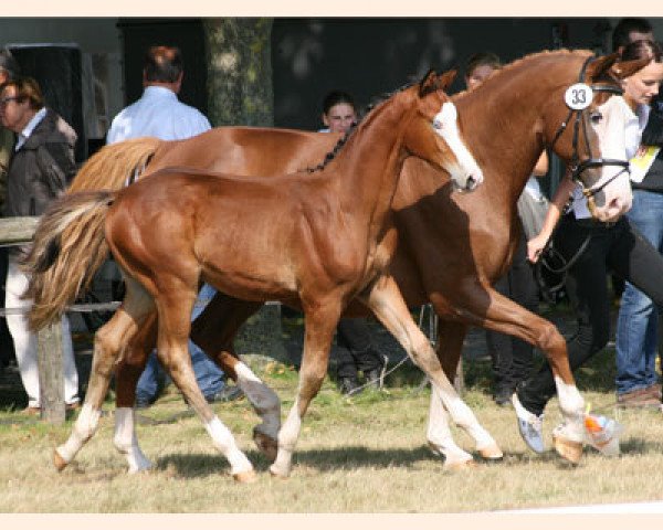 Dressurpferd Schattentanz 2 (Trakehner, 2012, von Hirtentanz 2)