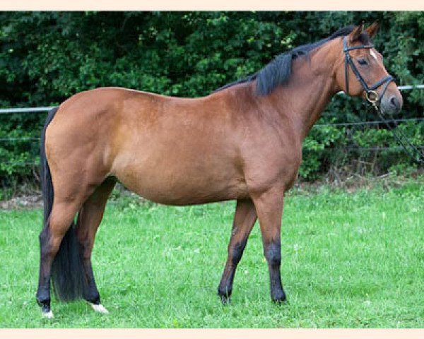 Zuchtstute Scherazade (Trakehner, 1997, von Donaumonarch)