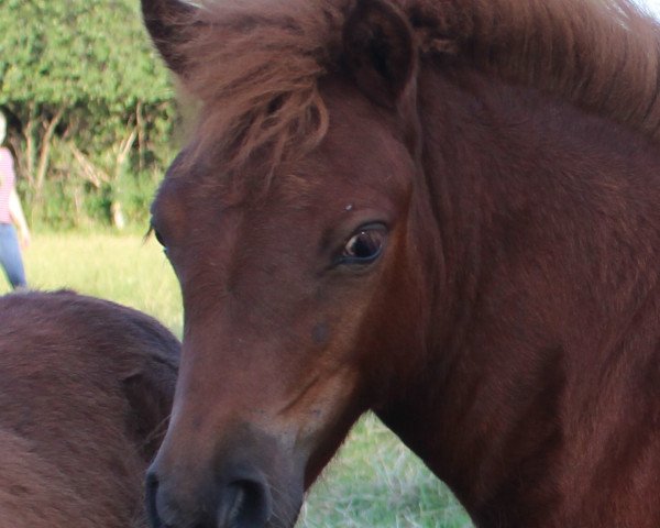 horse Nanuka (Shetland Pony, 2015, from Marco von Obernissa)