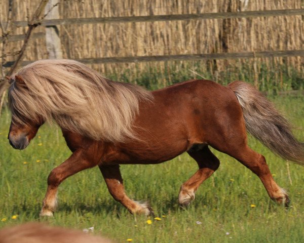 stallion Georg (Shetland Pony, 1998, from Gianni) stallion Georg (Shetland Pony, 1998, from Gianni)