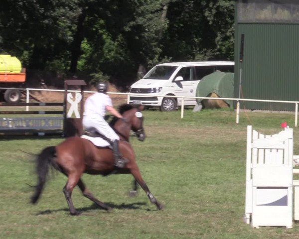 Reitturnier Vorsfelde 2019