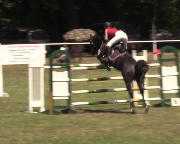 Reitturnier Vorsfelde 2019