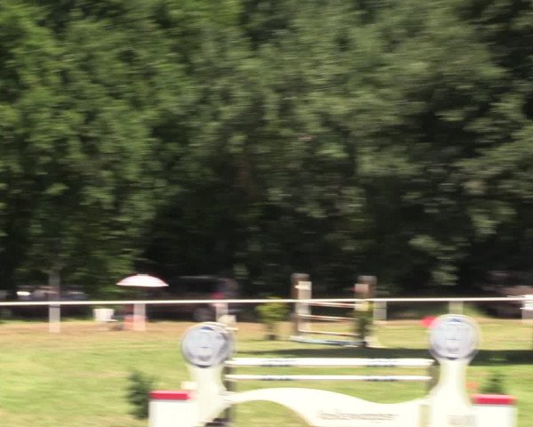 Reitturnier Vorsfelde 2019