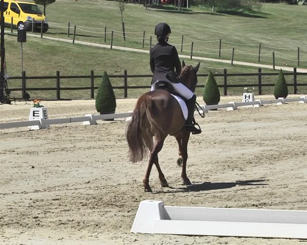 FEI Reitturnier Leudelange (LUX) 2019