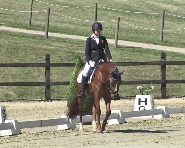 FEI Reitturnier Leudelange (LUX) 2019