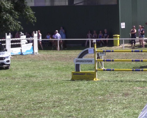 Reitturnier Vorsfelde 2019