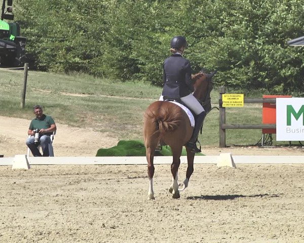 FEI Reitturnier Leudelange (LUX) 2019
