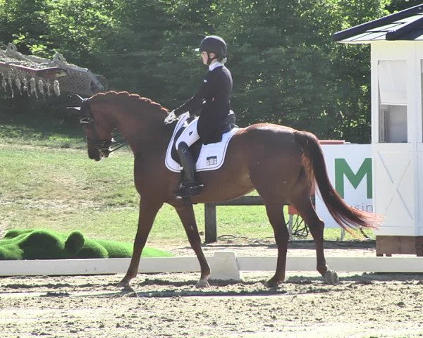 FEI Reitturnier Leudelange (LUX) 2019