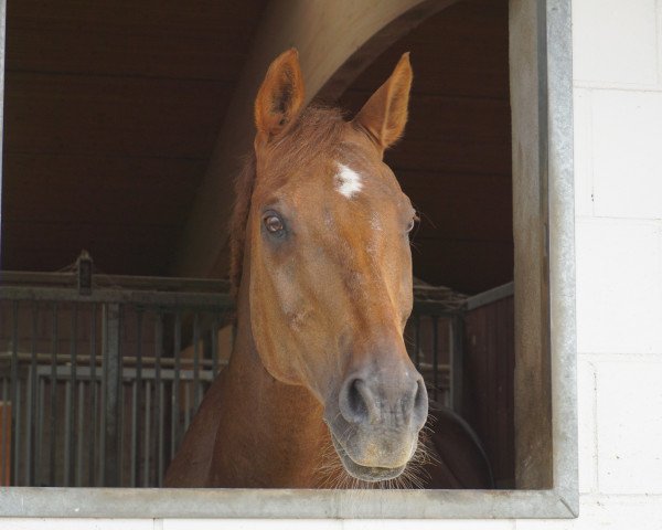horse Country Roads (Holsteiner, 1996, from Corofino I)