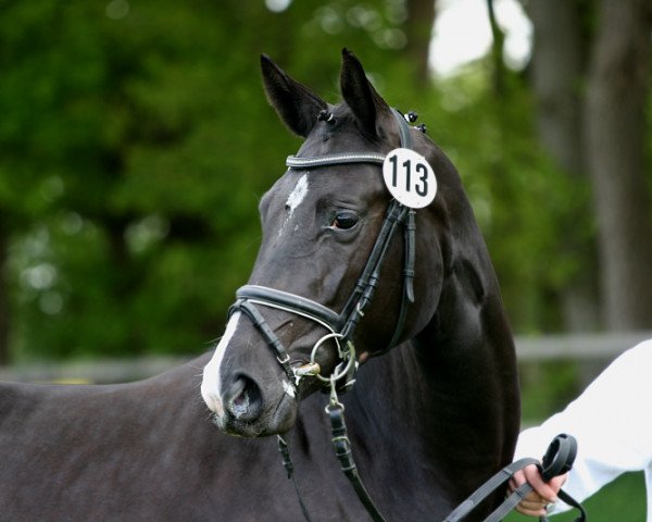 horse Galina (Trakehner, 2009, from Oliver Twist)