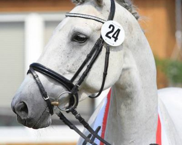 broodmare Berlinale (Trakehner, 2002, from Sixtus)