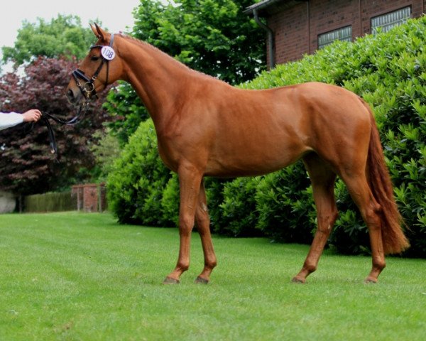 broodmare Day and Night (Trakehner, 2011, from Imperio 3)