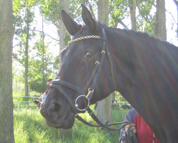broodmare Afra (Mecklenburg, 1990, from Astor)