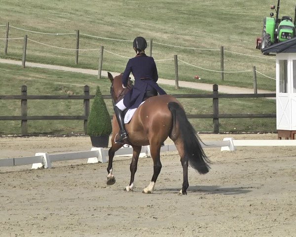 FEI Reitturnier Leudelange (LUX) 2019