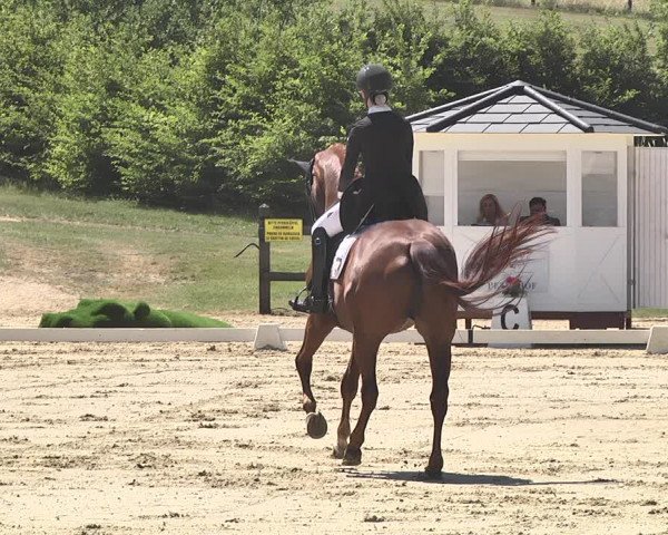 FEI Reitturnier Leudelange (LUX) 2019