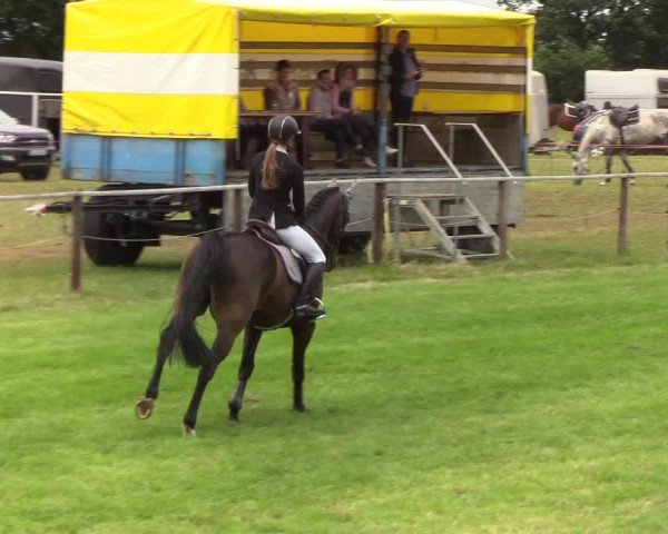 Reitturnier Hanerau-Hademarschen 2019