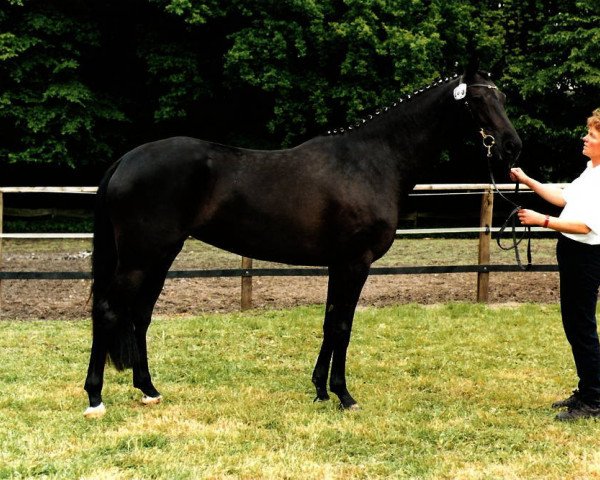 Zuchtstute Syntje WH (Trakehner, 1996, von Herzruf)