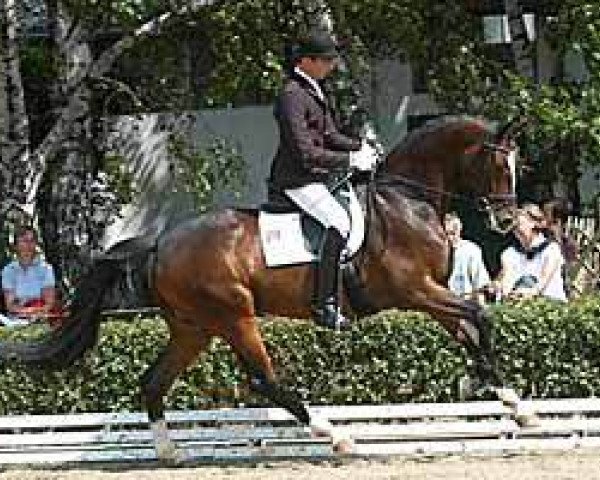 dressage horse Kaspaar (Trakehner, 2002, from Münchhausen)