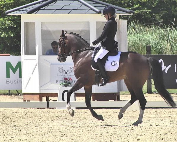 FEI Reitturnier Leudelange (LUX) 2019