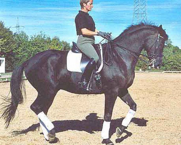 horse Kevin (Trakehner, 1994, from Herzruf)