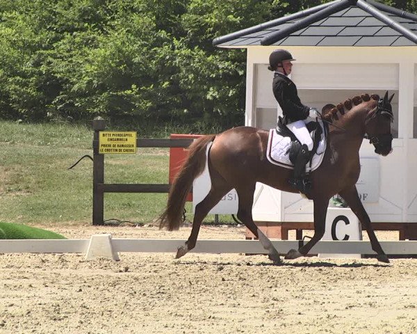 FEI Reitturnier Leudelange (LUX) 2019