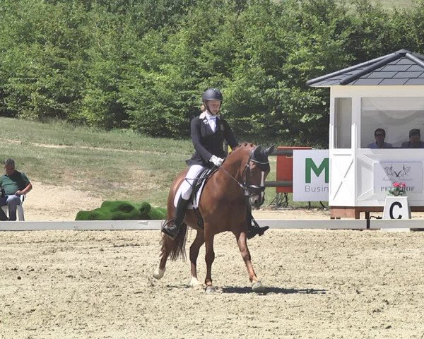 FEI Reitturnier Leudelange (LUX) 2019