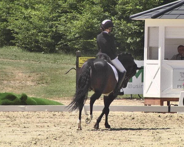 FEI Reitturnier Leudelange (LUX) 2019