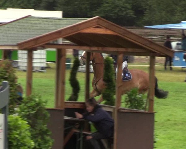 Reitturnier Hanerau-Hademarschen 2019
