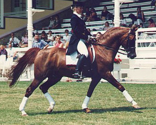 stallion Gomel ox (Arabian purebred, 1984, from Peleng 1978 ox)