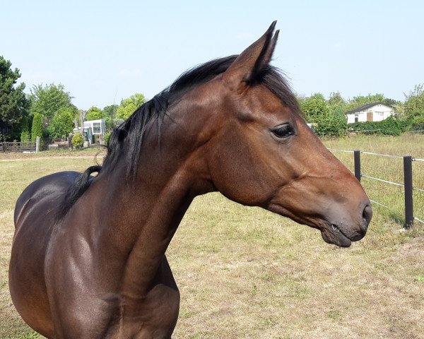 horse Charlie (Hanoverian, 2015, from Clueso 5)