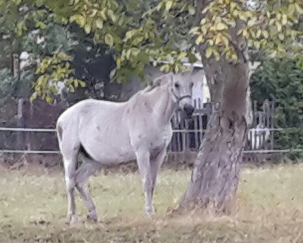 broodmare Go Go Girl (Brandenburg, 1998, from Guido)
