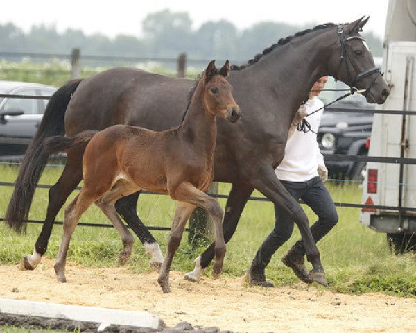 horse Roosevelt (Trakehner, 2016, from Berlusconi)