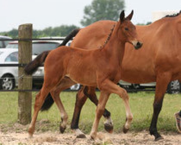 broodmare Raffinesse (Trakehner, 2014, from Schwarzgold)