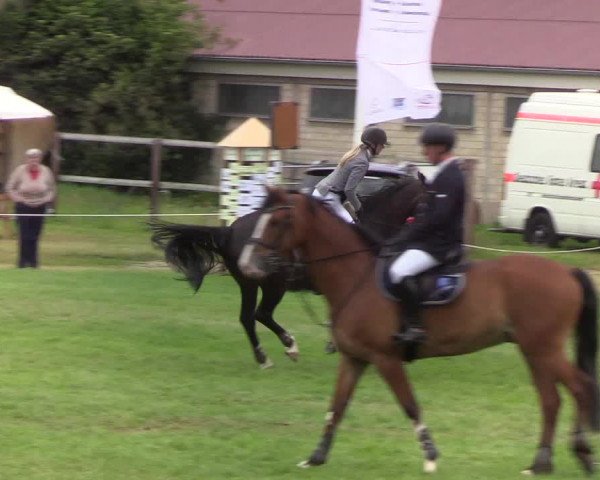Reitturnier Hanerau-Hademarschen 2019