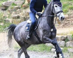 Cavallo da salto Trussardi 7 (Trakehner, 2008, di Handryk)
