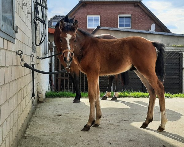horse Harley P (German Riding Pony, 2021, from Halifax)