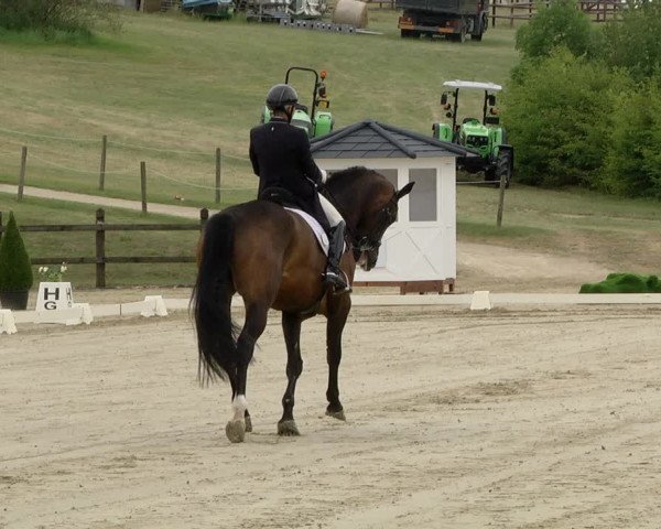FEI Reitturnier Leudelange (LUX) 2019