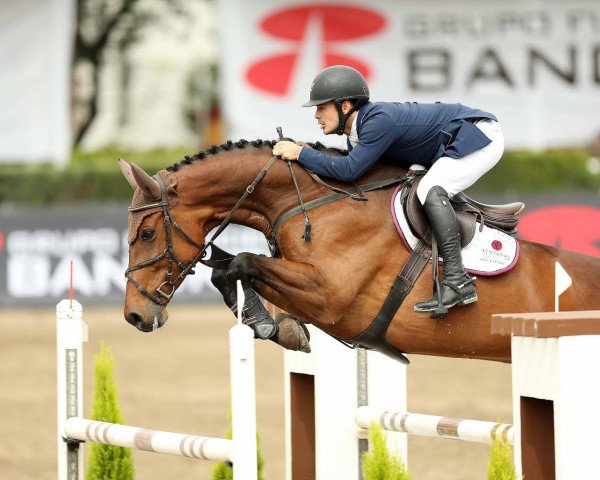 jumper Chacendra (Mecklenburg, 2009, from Chacco-Blue)