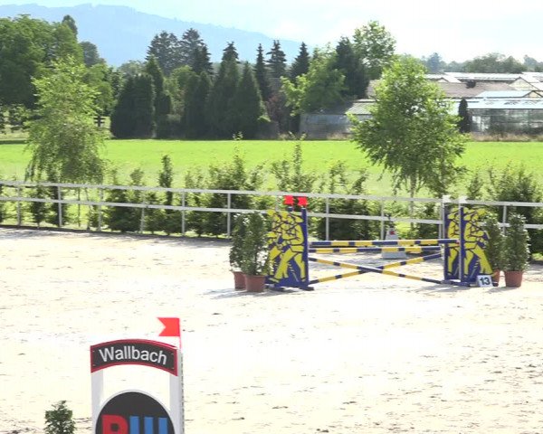 Reitturnier Möhlin 2019