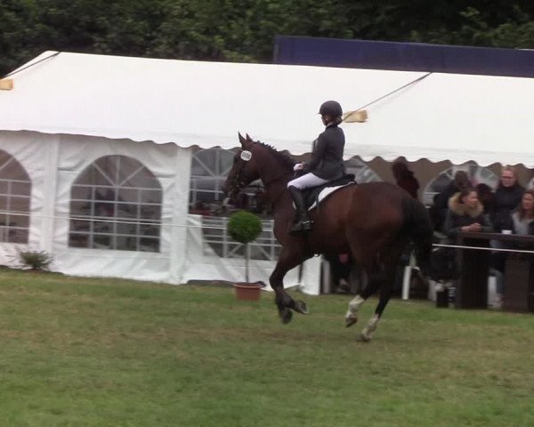 Reitturnier Hanerau-Hademarschen 2019