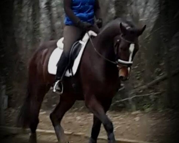 horse Destino Mio EL (Westphalian, 2012, from Diatano)