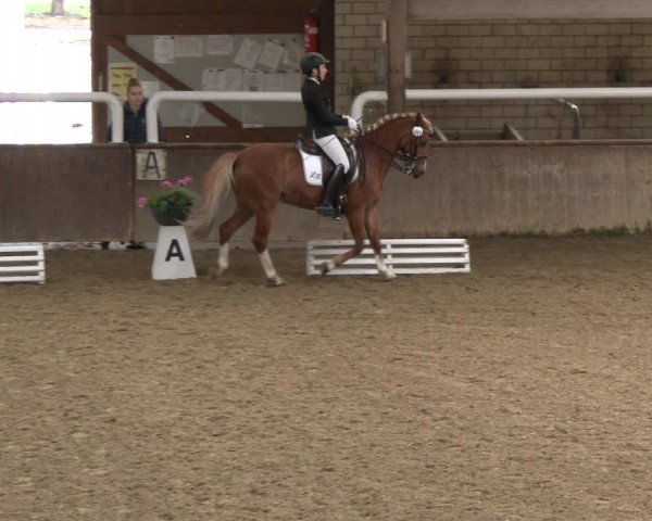 Reitturnier Delbrück-Ostenland 2019