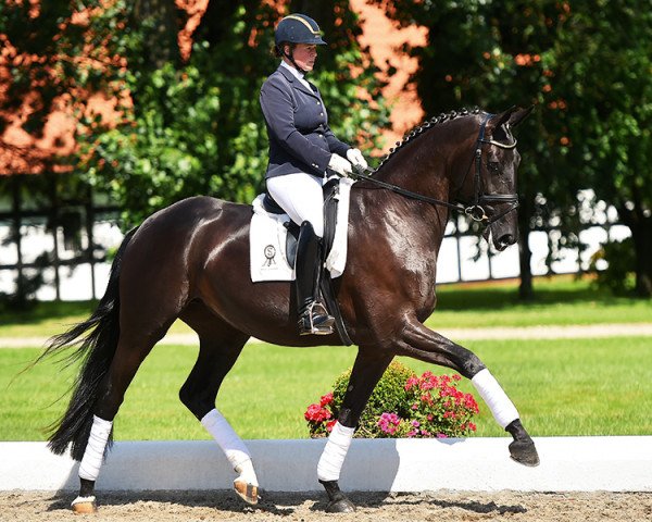 dressage horse Zaubermaus (Oldenburg, 2012, from Zonik)
