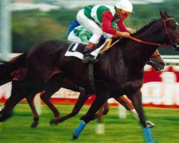 stallion Partipral xx (Thoroughbred, 1989, from Procida xx)