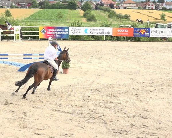 Reitturnier Möhlin 2019
