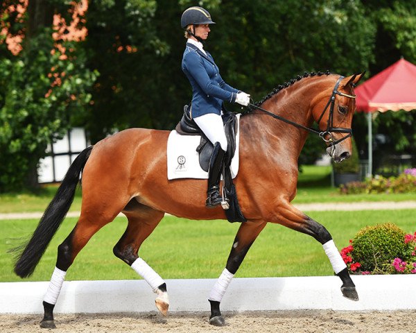 dressage horse Santa Maria (Westphalian, 2012, from Sandro Hit)