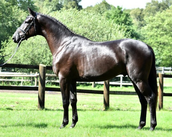Pferd Gospodin (Trakehner, 2013, von Berlusconi)